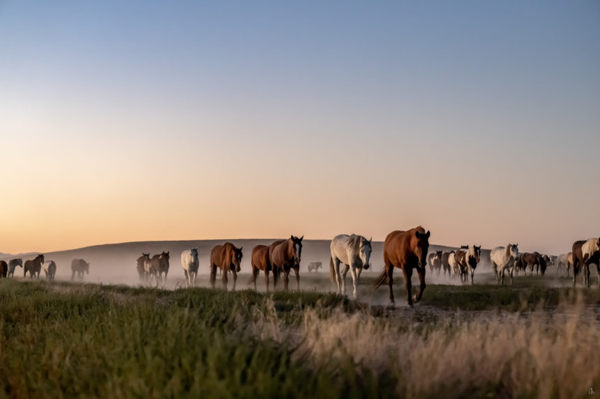 WILD MUSTANGS